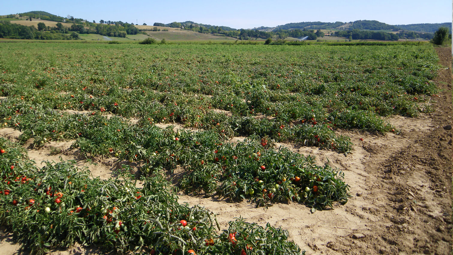 Champ de tomates franÃ§aises Ã©quitables et bio